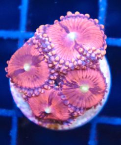 Pink Princess 99 Zoa Frag (Row #14)