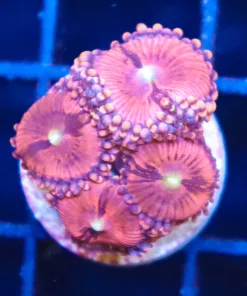 Pink Princess 99 Zoa Frag (Row #14) Video Inside **