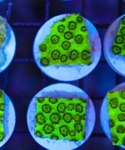 Kermit The Frog Cyphastrea