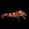 candystripepistolshrimp