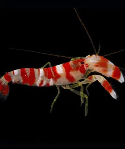 candystripepistolshrimp