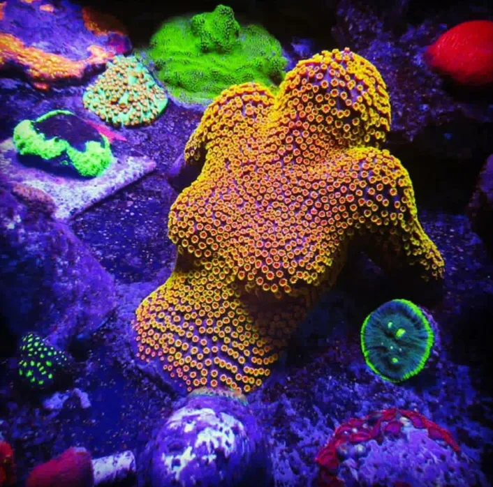 Frag Box Corals