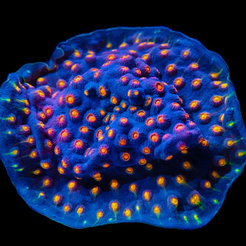 Frag Box Corals