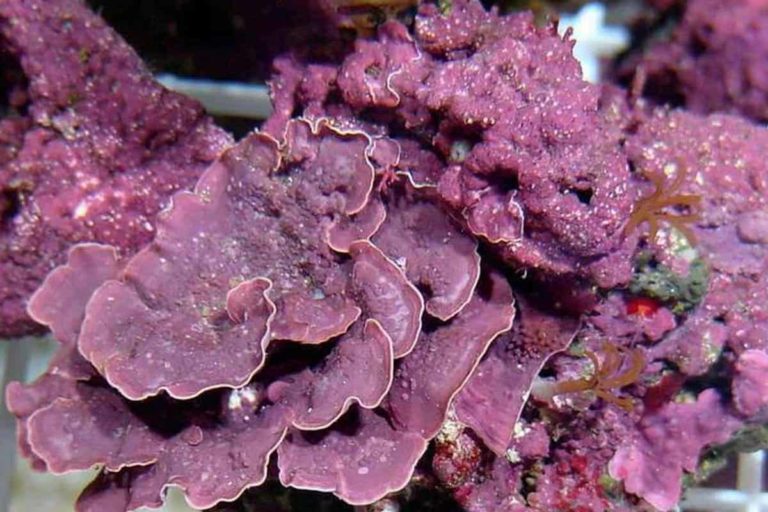 The Ultimate Coralline Algae Guide Frag Box Corals