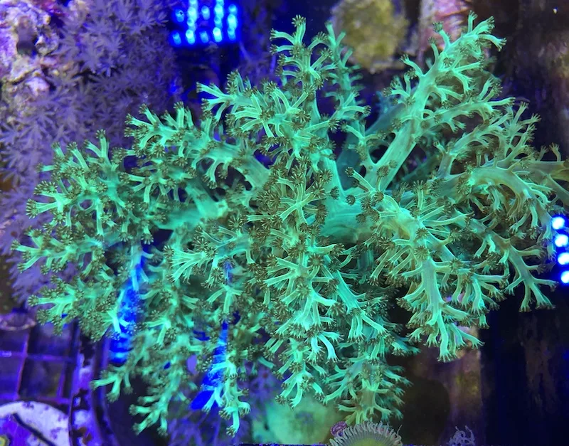 Frag Box Corals