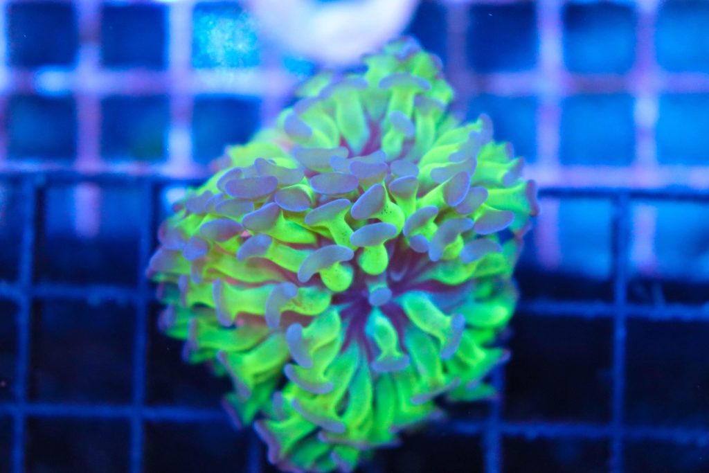 Frag Box Corals