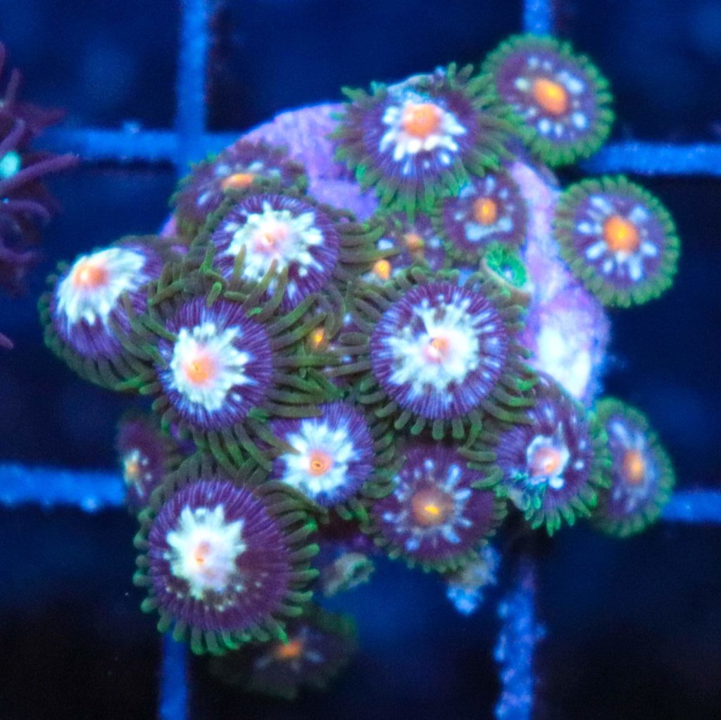 Frag Box Corals