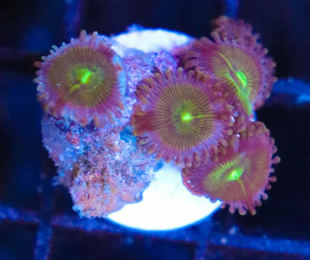 Frag Box Corals