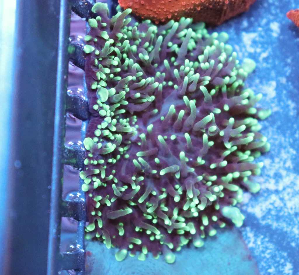 Frag Box Corals