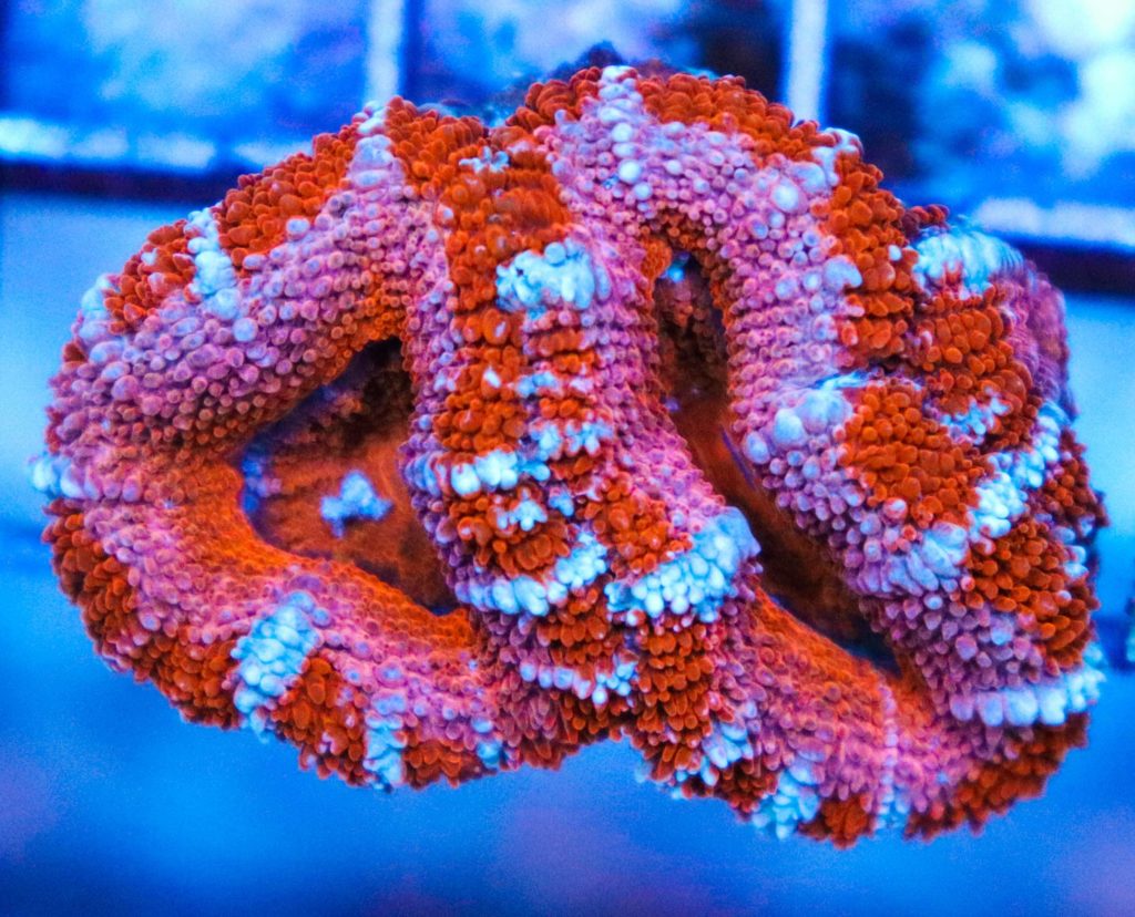 Frag Box Corals