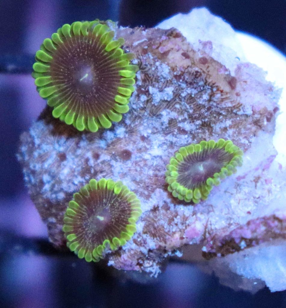 Frag Box Corals