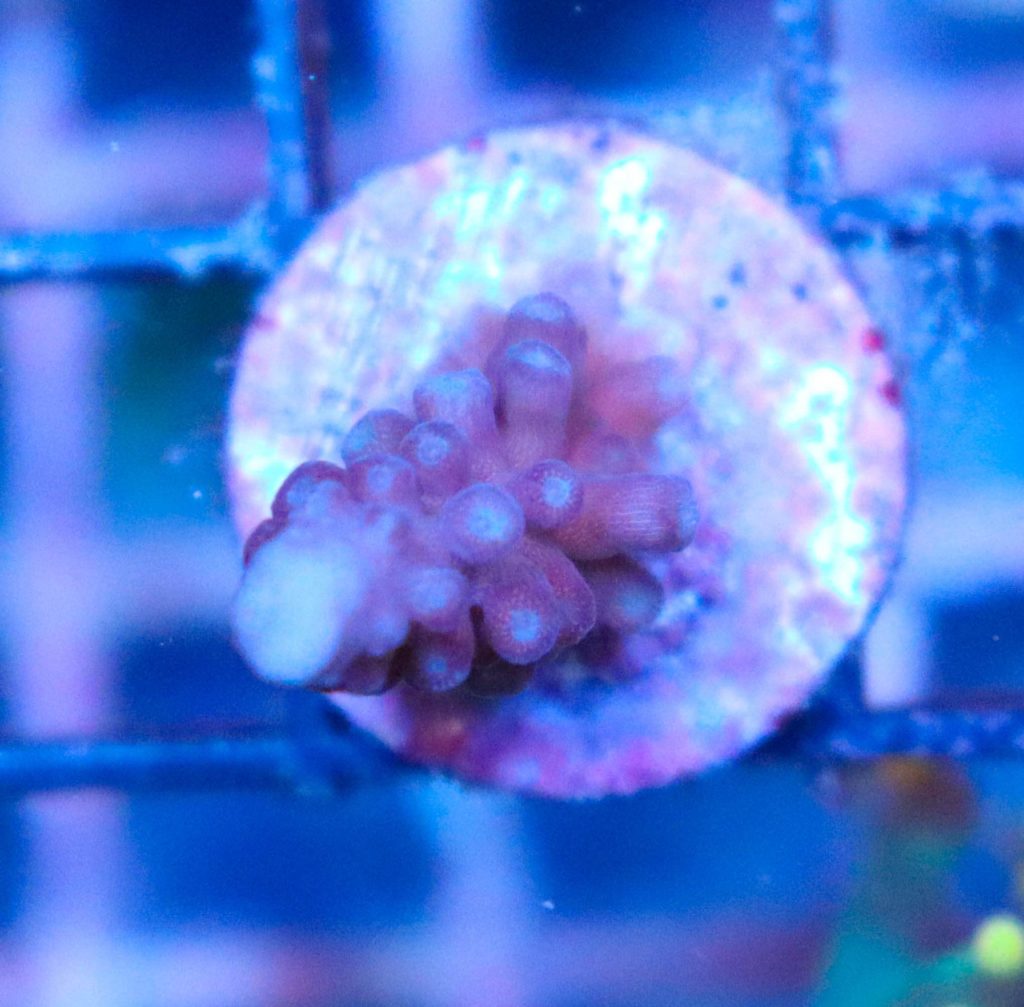 Frag Box Corals