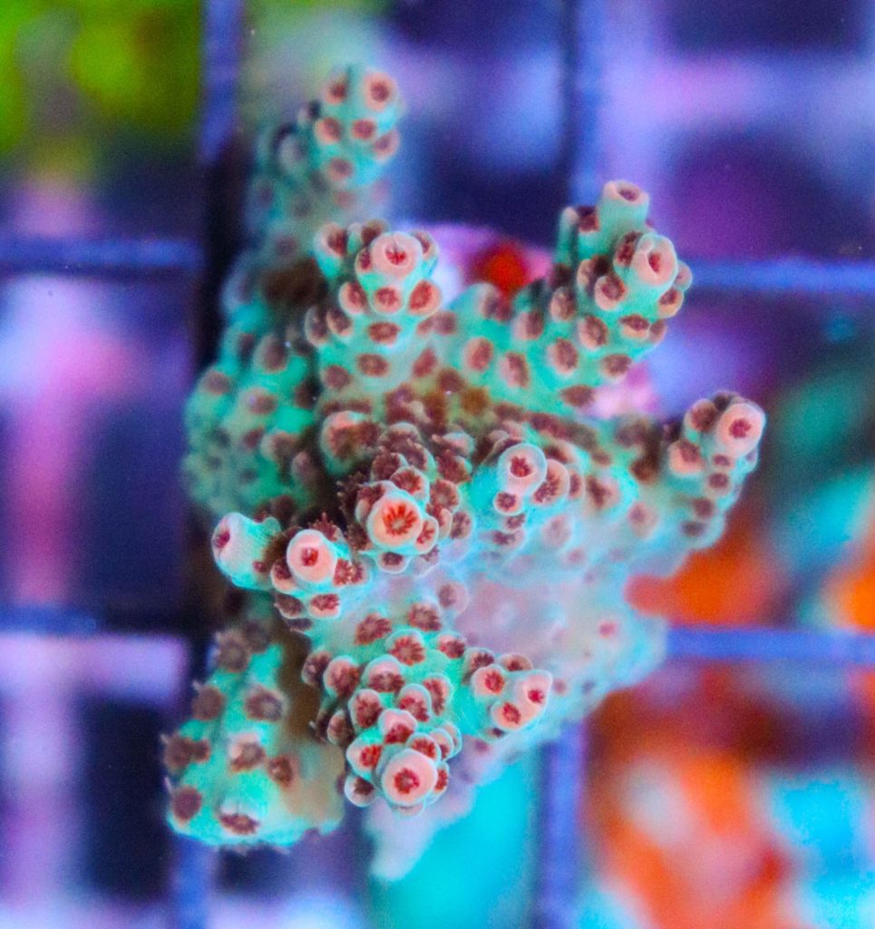Frag Box Corals