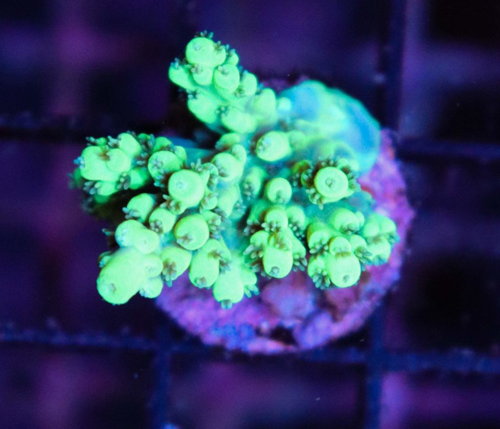 Frag Box Corals