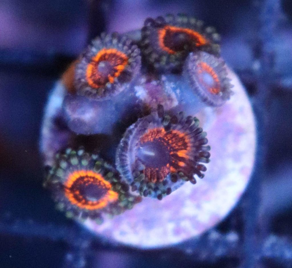 Frag Box Corals