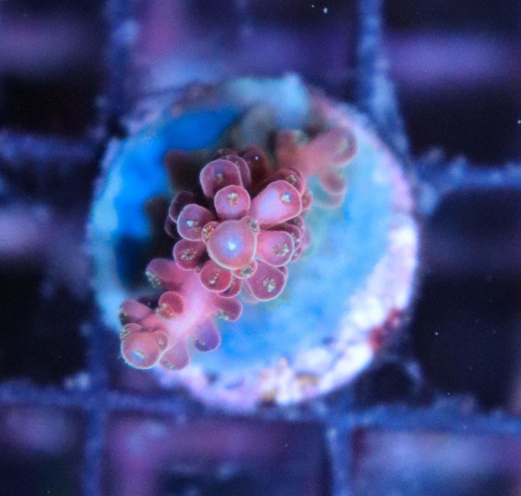 Frag Box Corals