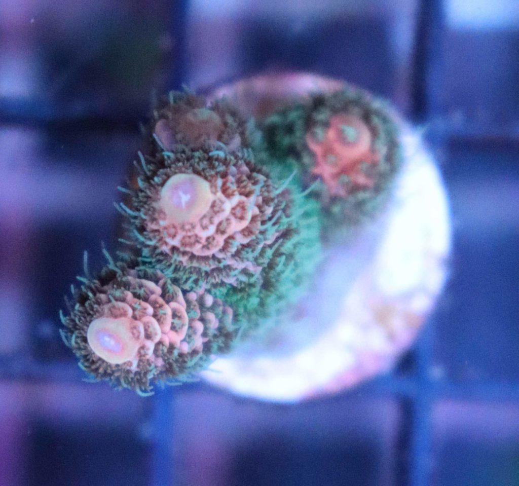 Frag Box Corals