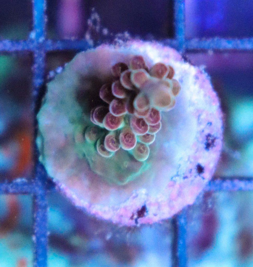 Frag Box Corals