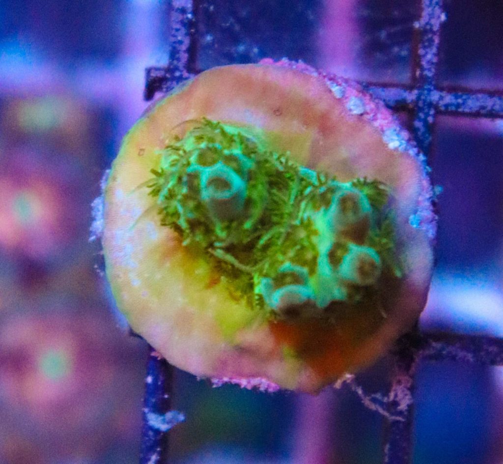 Frag Box Corals