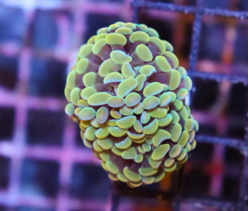 Frag Box Corals