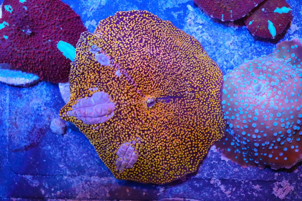 Frag Box Corals