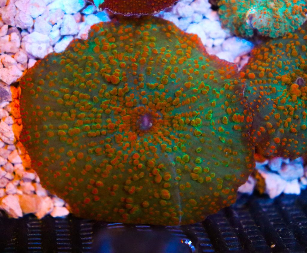 Frag Box Corals