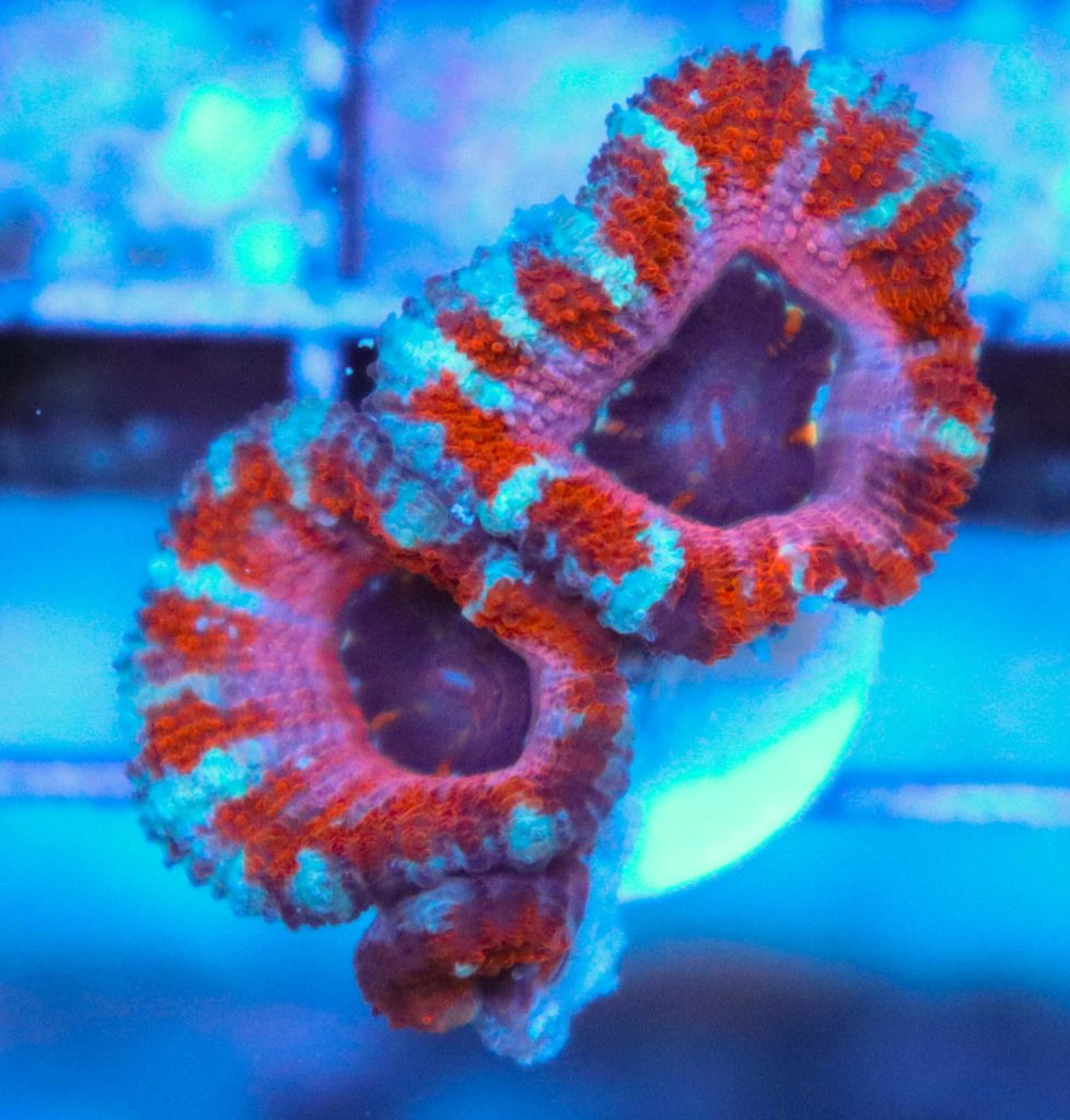 Frag Box Corals
