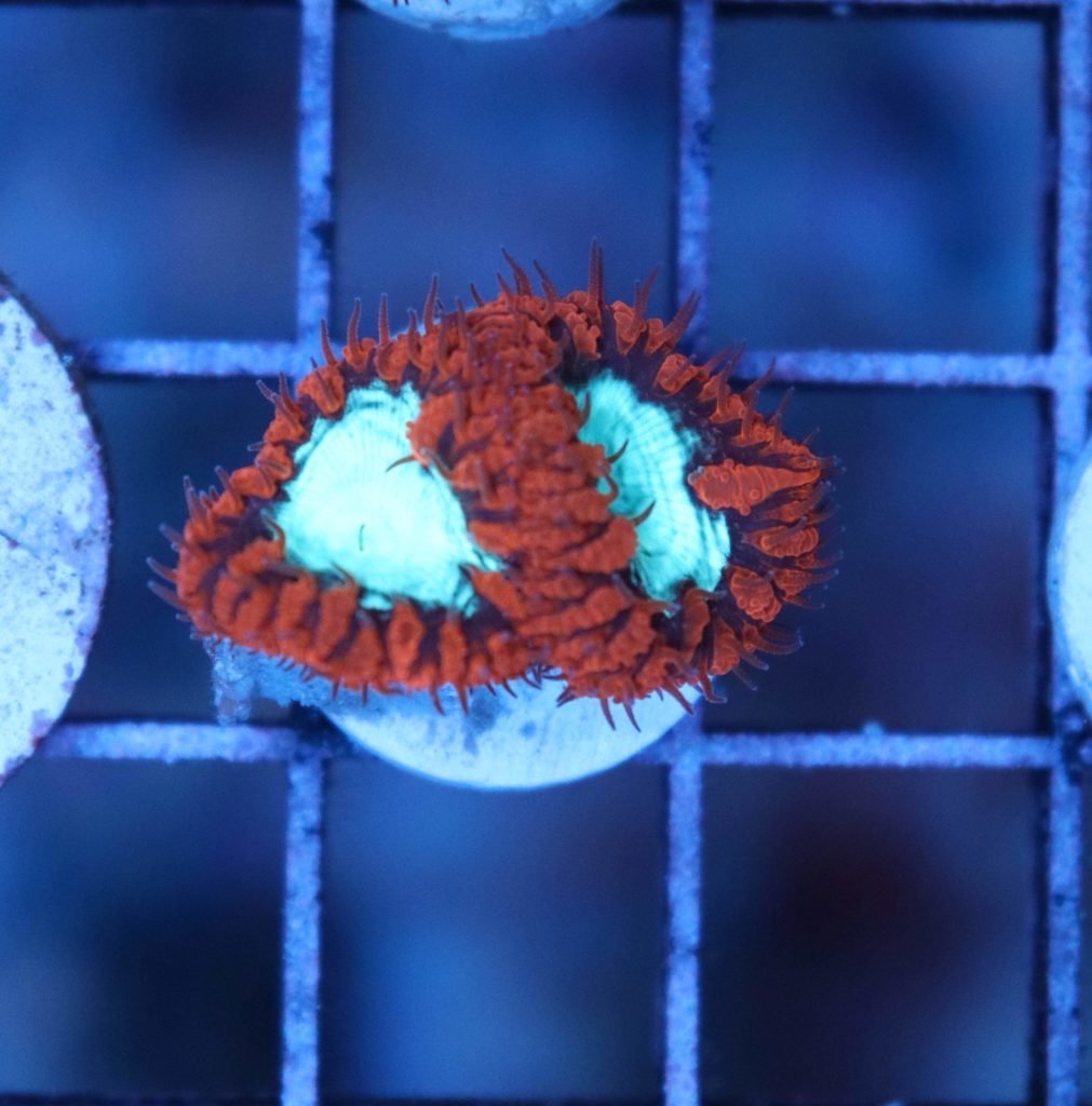 Frag Box Corals