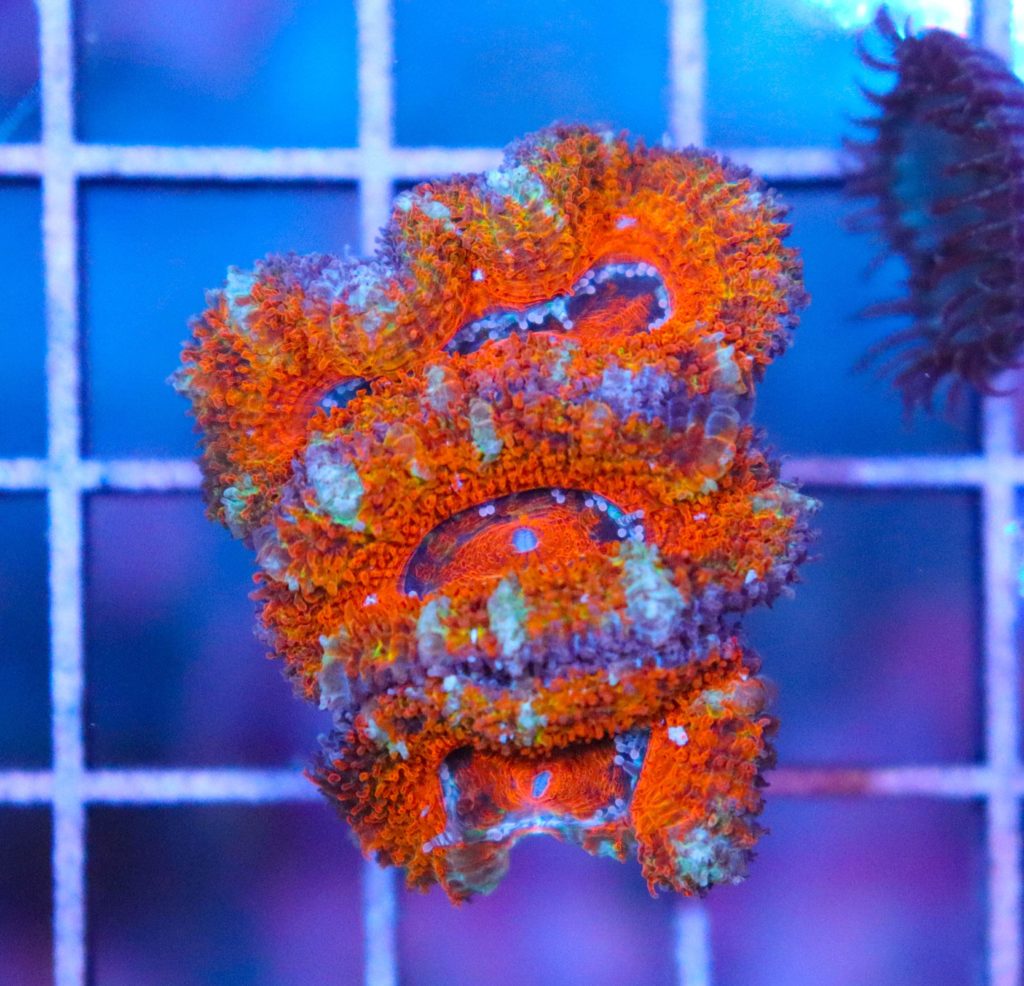Frag Box Corals