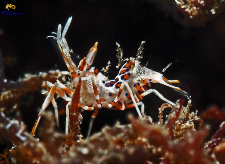 Bongo Shrimp RARE - Frag Box Corals