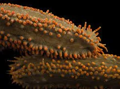 Red Footed Pygmy Cucumber