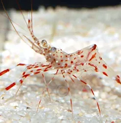 Red Dot Shrimp