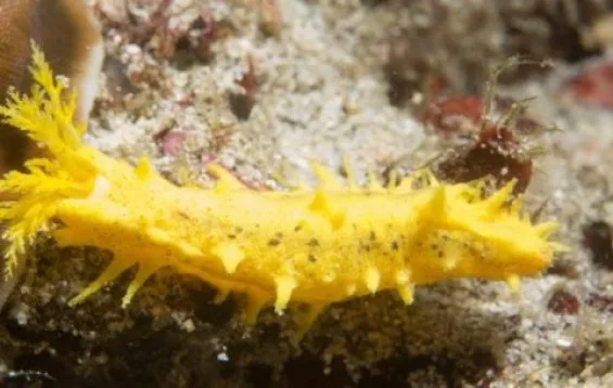 Yellow Caribbean Sea Cucumbers
