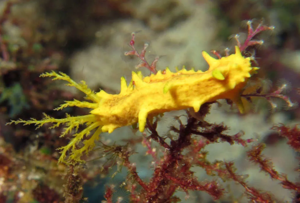 YellowSeaCucumber