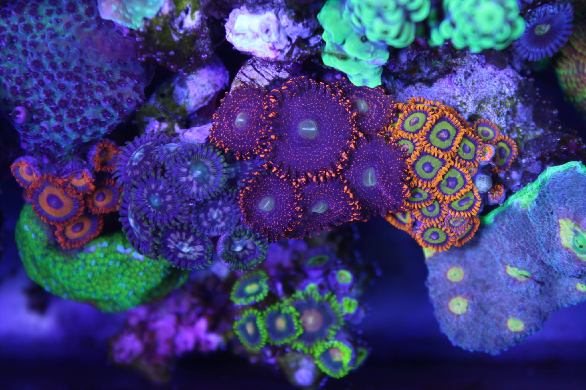 The Ultimate Zoanthid Coral Care Guide