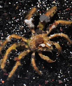 Spider Decorator Crab