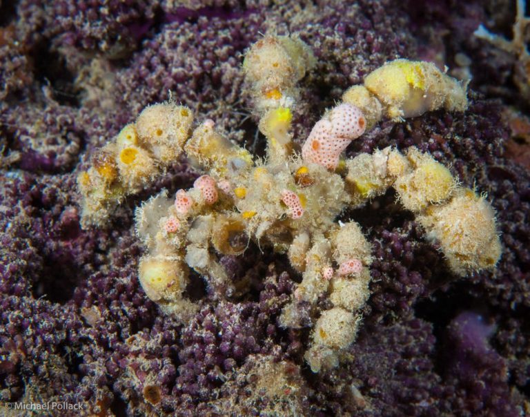 Spider Decorator Crab Frag Box Corals
