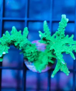 Branching Montipora Frag (Elkhorn) *Small Frag*