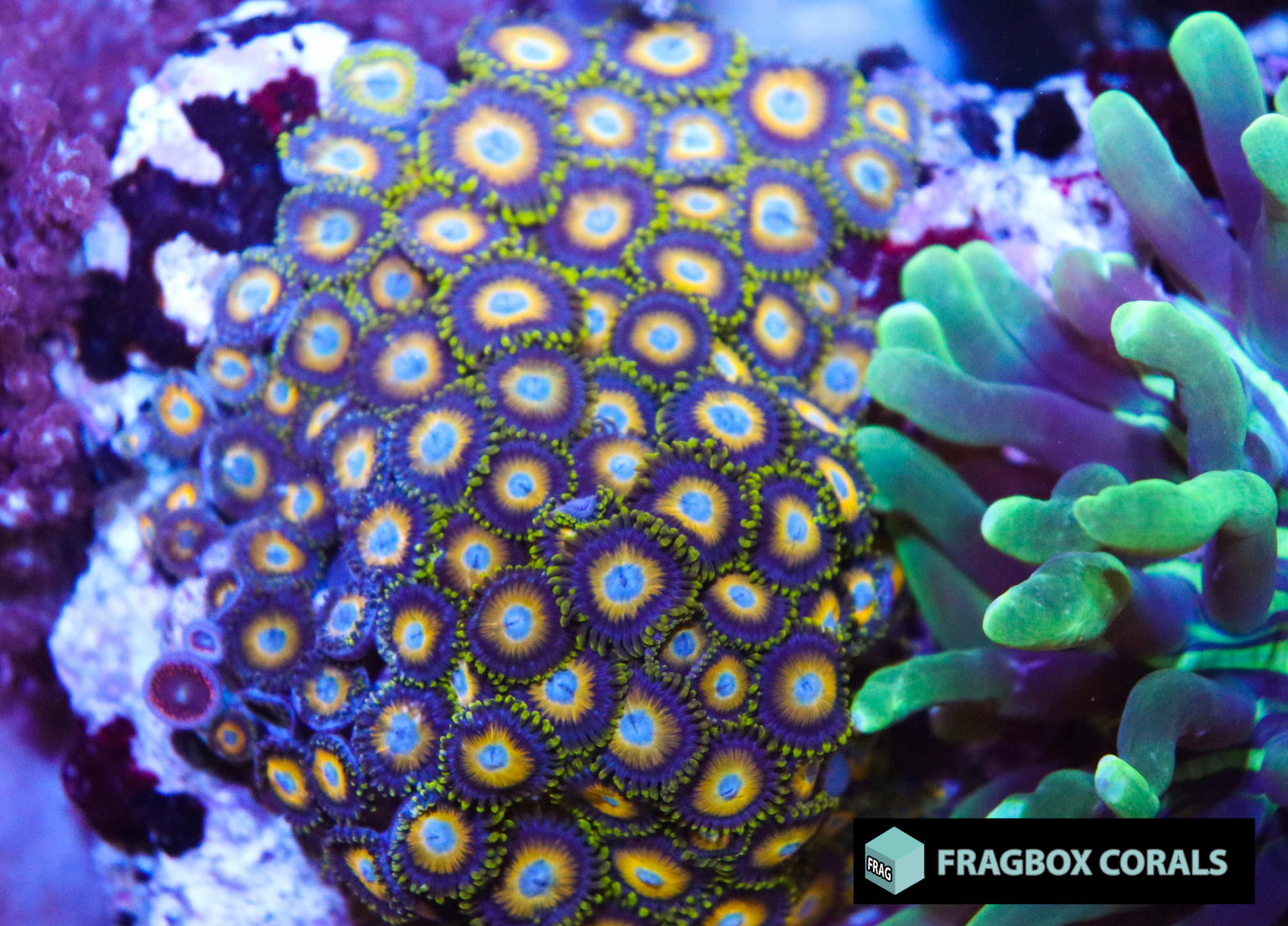 Scrambled Eggs Zoas (Row 1) Frag Box Corals