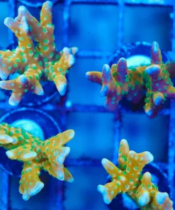 RR Tropicana Anacropora