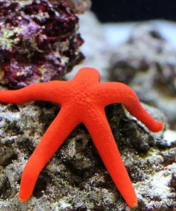 Orange Echinastrea Starfish