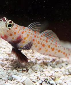 Orange Spot Prawn Goby *Pick up only*