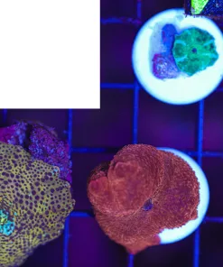 Wysiwyg 3 Piece Mushroom Pack (C124) *save 50%*