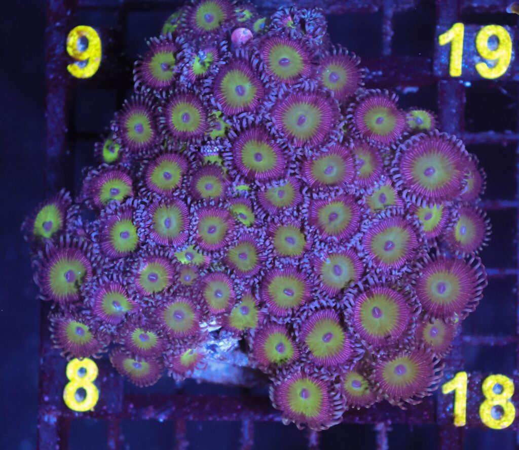 Frag Box Corals