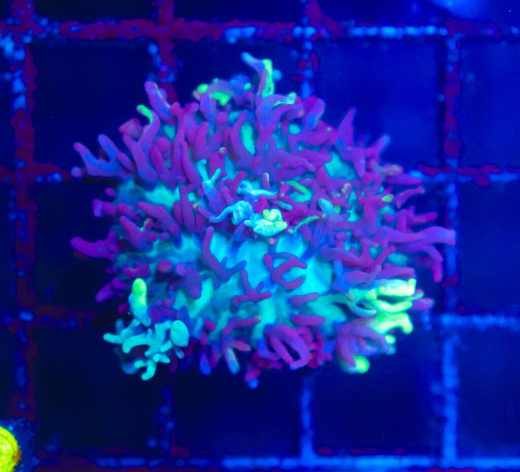 Frag Box Corals