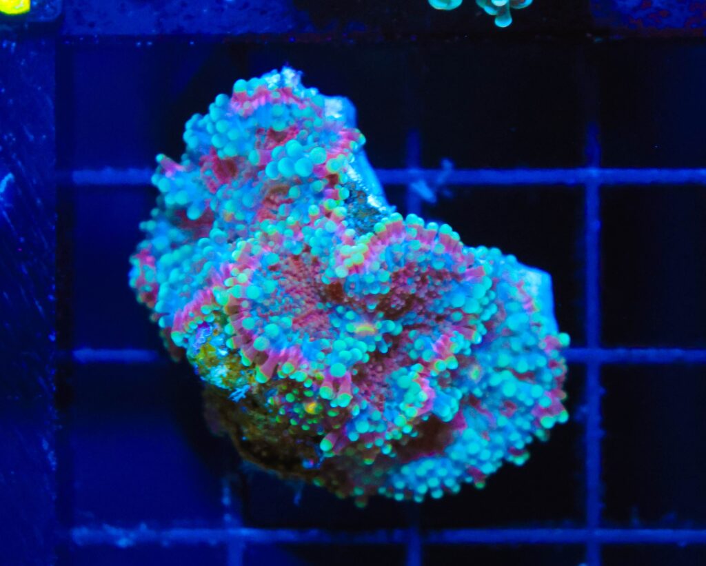 Frag Box Corals