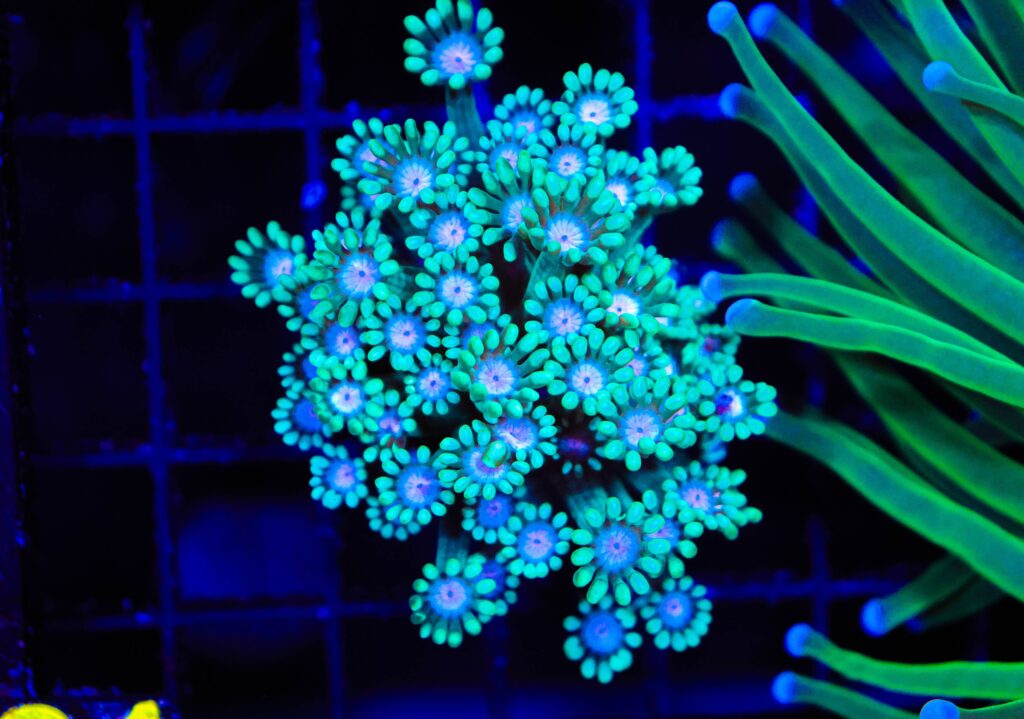 Frag Box Corals