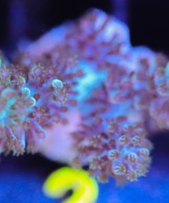 Blue Pineapple Tree Coral Frag  (Row #37:B)
