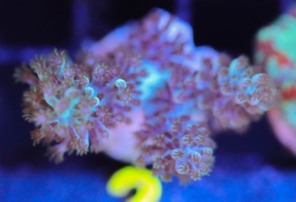 Blue Pineapple Tree Coral