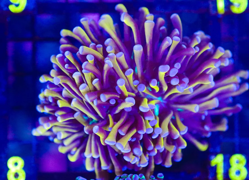Frag Box Corals